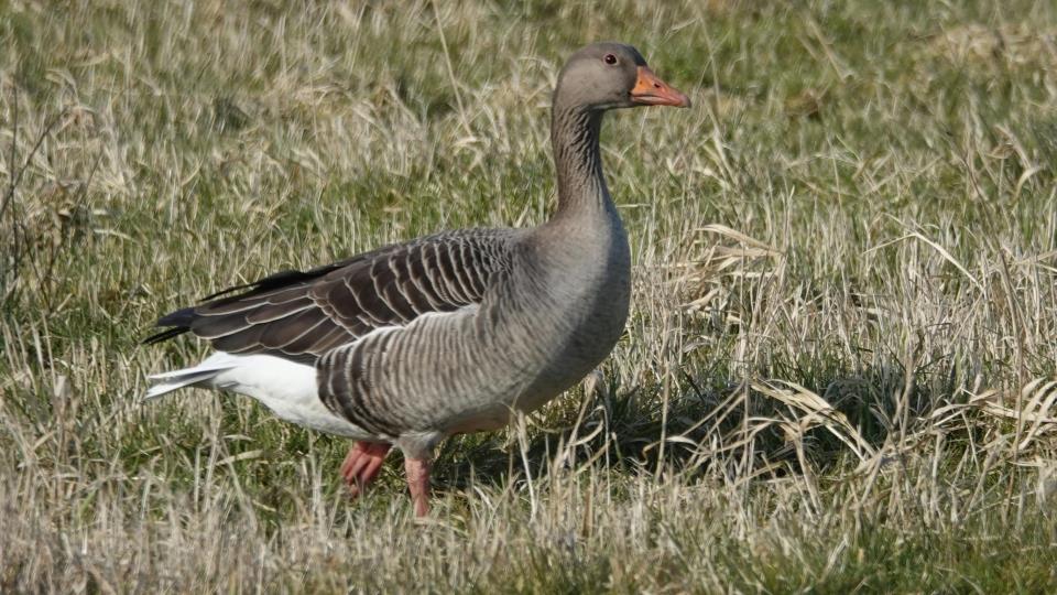Lenke til artikkel: Påvist fugleinfluensa hos villfugl i Andøy