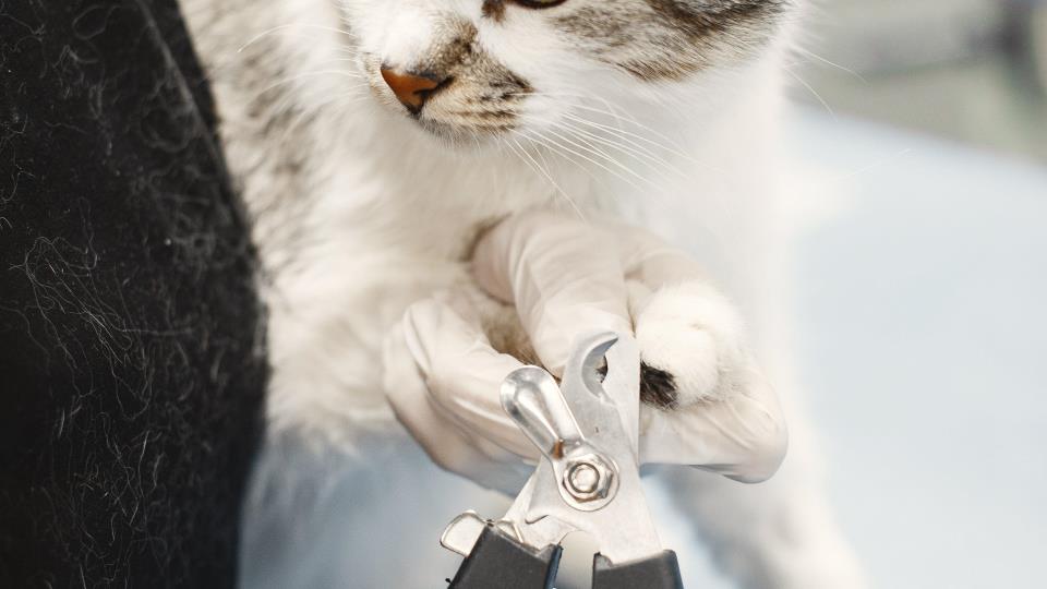 Lenke til artikkel: Er du veterinær? Da vil vi høre fra deg!