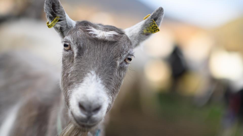 Lenke til artikkel: Gladnyhet for veterinærtjenesten i kommunen!