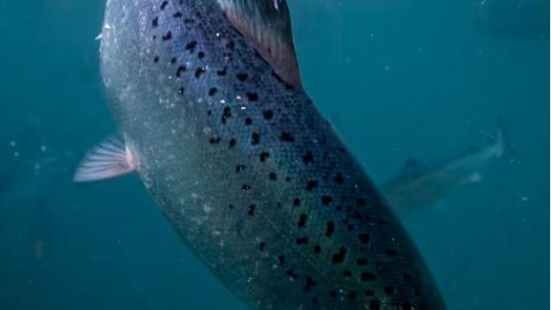 Lenke til artikkel: Høring. Søknad om tillatelse om drift av akvakultur. Andfjord Salmon. Kvalnes. 