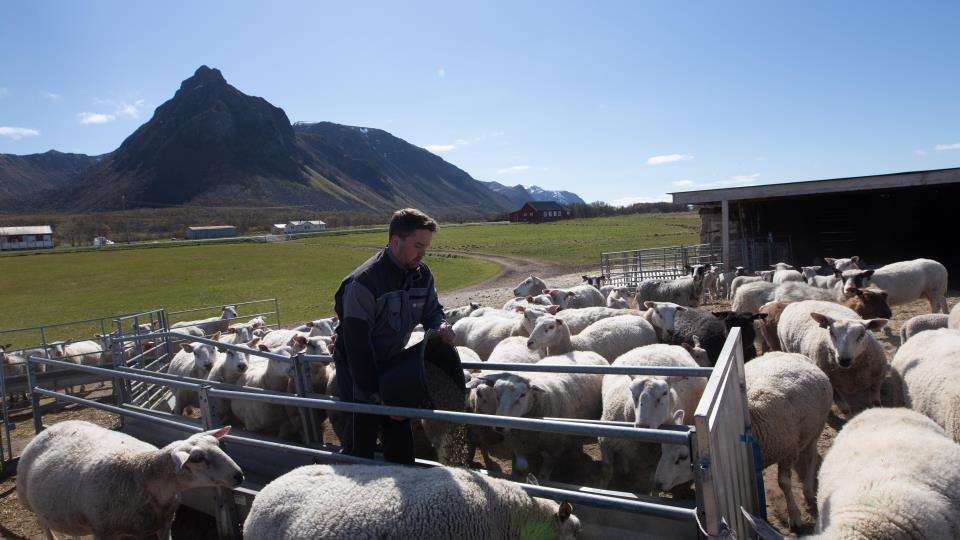 Lenke til artikkel: Landbrukskafé i Bjørnskinn
